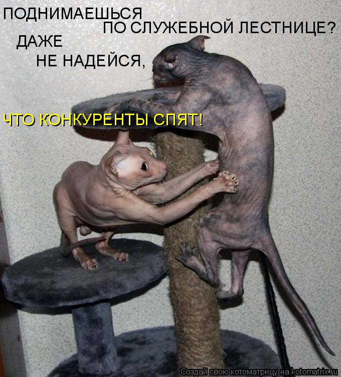 Котоматрица: ПОДНИМАЕШЬСЯ  ПО СЛУЖЕБНОЙ ЛЕСТНИЦЕ? ДАЖЕ НЕ НАДЕЙСЯ, ЧТО КОНКУРЕНТЫ СПЯТ!