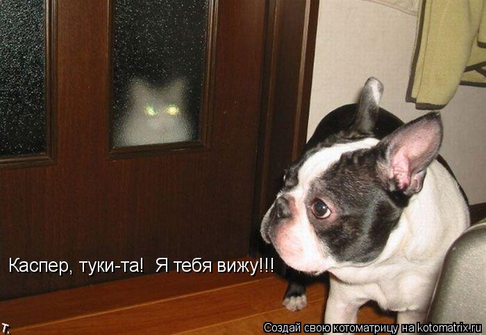 Каспер, туки-та! Я тебя вижу!!!... Котоматрица: Каспер, туки-та! Я тебя вижу!!!