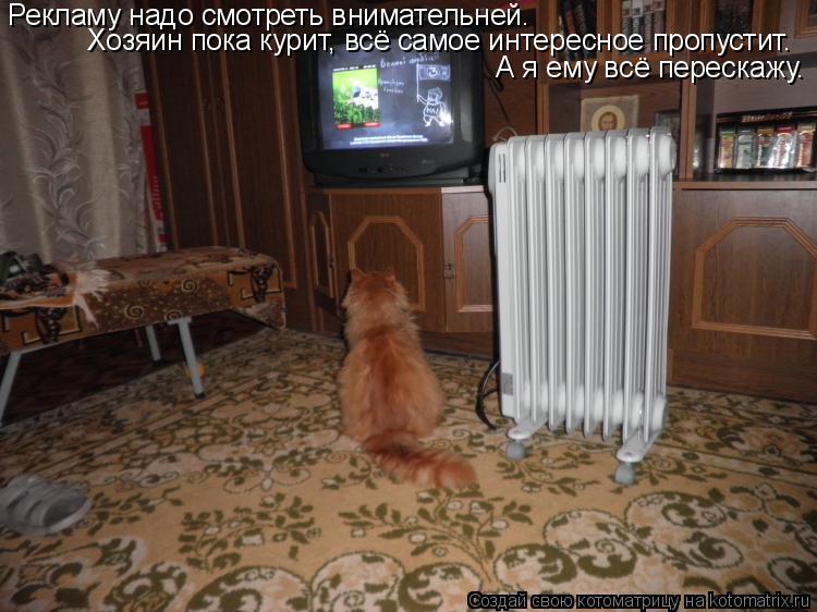 Рекламу надо смотреть внимательней. Хозяин пока курит, всё самое интересное пропустит. А я ему всё пе... Котоматрица: Рекламу надо смотреть внимательней. Хозяин пока курит, всё самое интересное пропустит. А я ему всё перескажу.