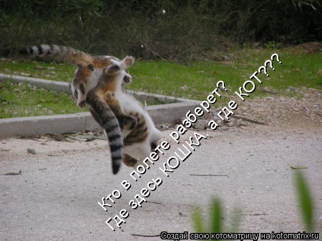 Кто в полете разберет? Где здесь КОШКА, а где КОТ???... Котоматрица: Кто в полете разберет? Где здесь КОШКА, а где КОТ???