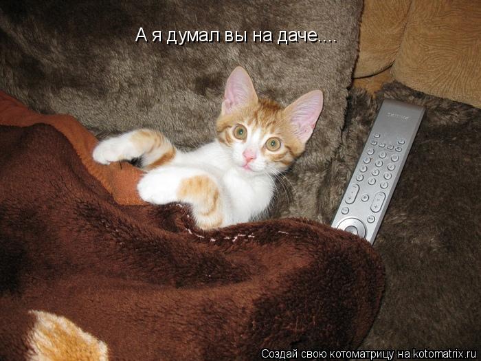 А я думал вы на даче....... Котоматрица: А я думал вы на даче....