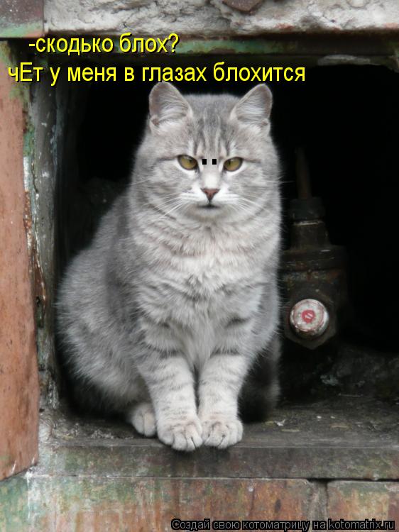 . . -скодько блох? чЕт у меня в глазах блохится... Котоматрица: . . -скодько блох? чЕт у меня в глазах блохится