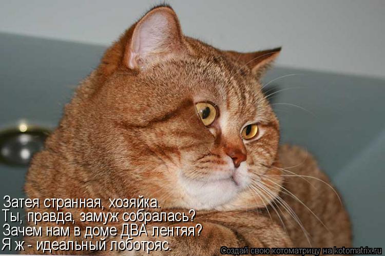 Затея странная, хозяйка. Ты, правда, замуж собралась? Зачем нам в доме ДВА лентяя? Я ж - идеальный ло... Котоматрица: Затея странная, хозяйка. Ты, правда, замуж собралась? Зачем нам в доме ДВА лентяя? Я ж - идеальный лоботряс.