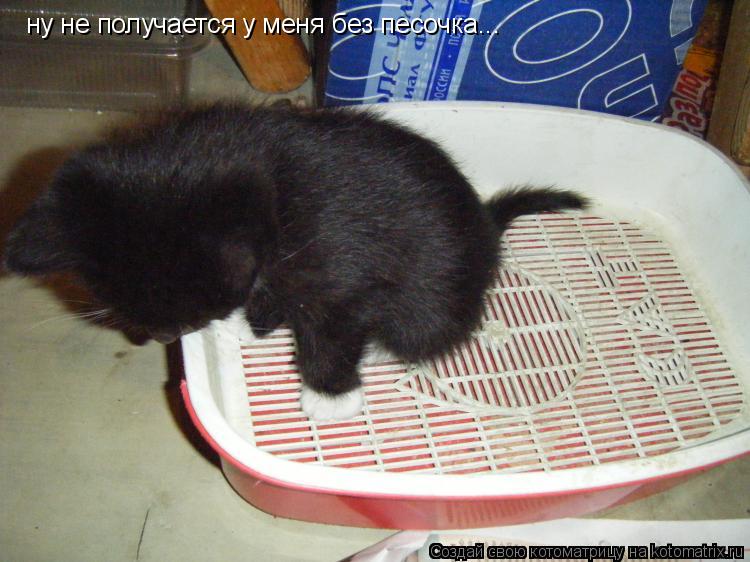 ну не получается у меня без песочка...... Котоматрица: ну не получается у меня без песочка...