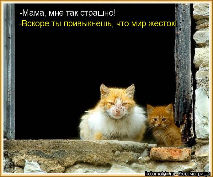 -Мама, мне так страшно! -Вскоре ты привыкнешь, что мир жесток!... Котоматрица: -Мама, мне так страшно! -Вскоре ты привыкнешь, что мир жесток!