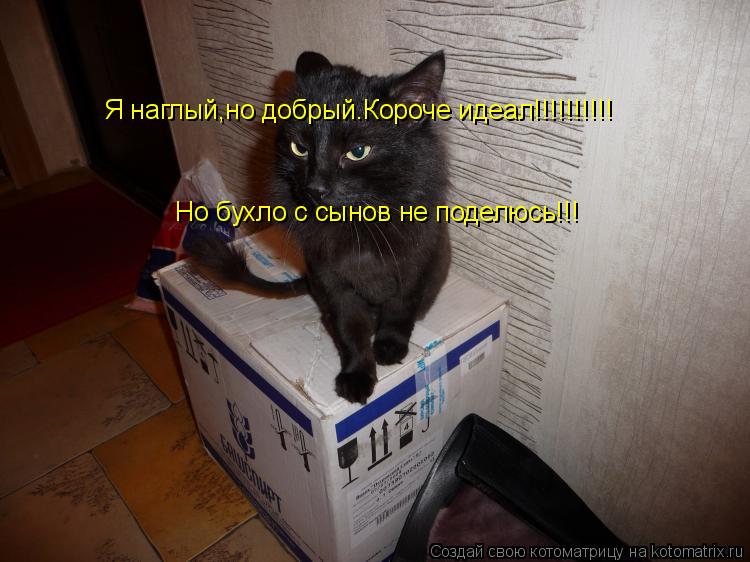 Я наглый,но добрый.Короче идеал!!!!!!!!!! Но бухло с сынов не поделюсь!!!... Котоматрица: Я наглый,но добрый.Короче идеал!!!!!!!!!! Но бухло с сынов не поделюсь!!!