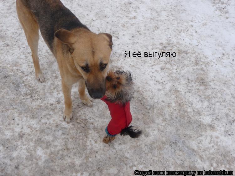 Я её выгуляю... Котоматрица: Я её выгуляю