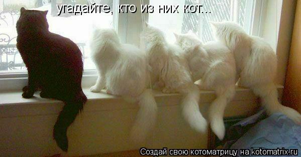 угадайте, кто из них кот...... Котоматрица: угадайте, кто из них кот...