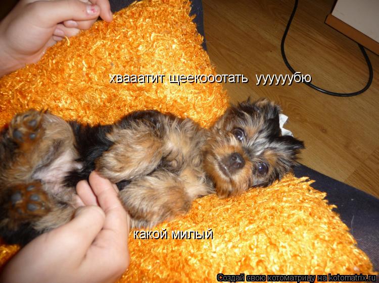 хвааатит щеекооотать уууууубю какой милый... Котоматрица: хвааатит щеекооотать уууууубю какой милый