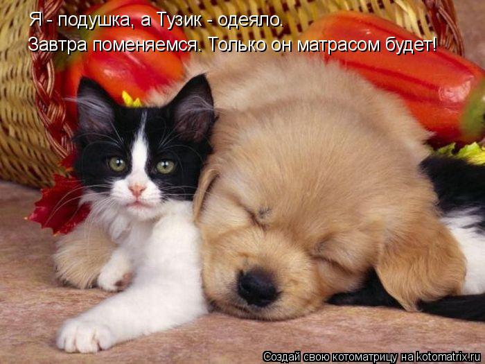 Завтра поменяемся. Только он матрасом будет! Я - подушка, а Тузик - одеяло.... Котоматрица: Завтра поменяемся. Только он матрасом будет! Я - подушка, а Тузик - одеяло.