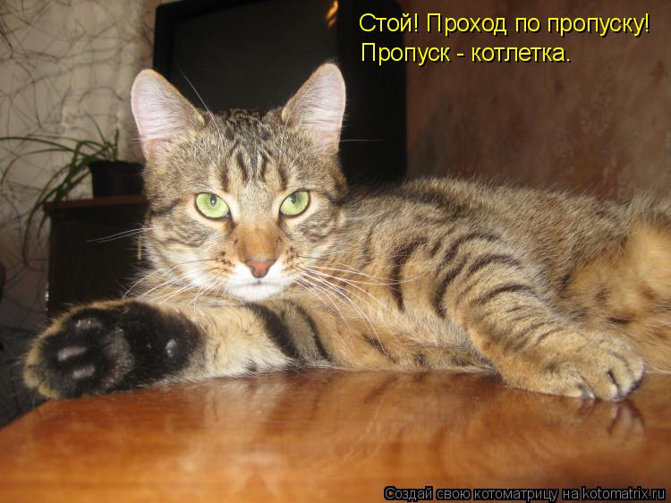 Стой! Проход по пропуску! Пропуск - котлетка.... Котоматрица: Стой! Проход по пропуску! Пропуск - котлетка.