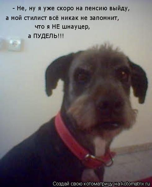 - Не, ну я уже скоро на пенсию выйду, а мой стилист всё никак не запомнит, что я НЕ шнауцер, а ПУДЕЛЬ... Котоматрица: - Не, ну я уже скоро на пенсию выйду, а мой стилист всё никак не запомнит, что я НЕ шнауцер, а ПУДЕЛЬ!!!