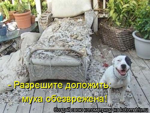 - Разрешите доложить: муха обезврежена!... Котоматрица: - Разрешите доложить: муха обезврежена!