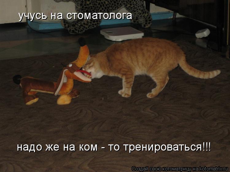 учусь на стоматолога надо же на ком - то тренироваться!!!... Котоматрица: учусь на стоматолога надо же на ком - то тренироваться!!!