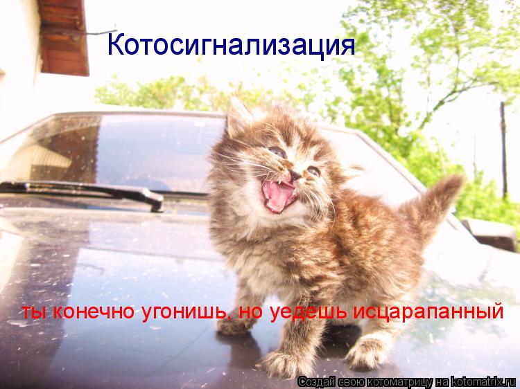 Котосигнализация ты конечно угонишь, но уедешь исцарапанный... Котоматрица: Котосигнализация ты конечно угонишь, но уедешь исцарапанный