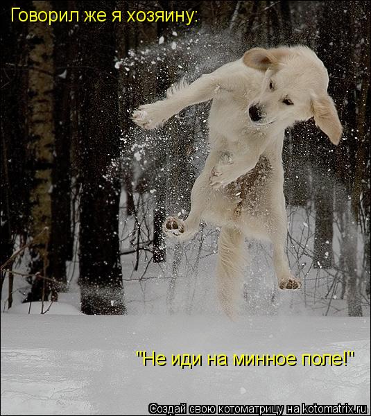 Говорил же я хозяину: "Не иди на минное поле!"... Котоматрица: Говорил же я хозяину: "Не иди на минное поле!"