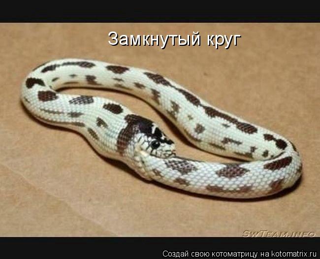 Замкнутый круг... Котоматрица: Замкнутый круг