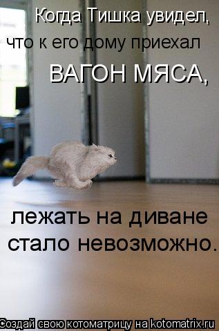 Когда Тишка увидел, что к его дому приехал ВАГОН МЯСА, лежать на диване стало невозможно.... Котоматрица: Когда Тишка увидел, что к его дому приехал ВАГОН МЯСА, лежать на диване стало невозможно.