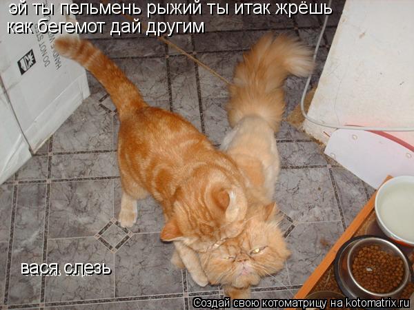эй ты пельмень рыжий ты итак жрёшь как бегемот дай другим вася слезь... Котоматрица: эй ты пельмень рыжий ты итак жрёшь как бегемот дай другим вася слезь
