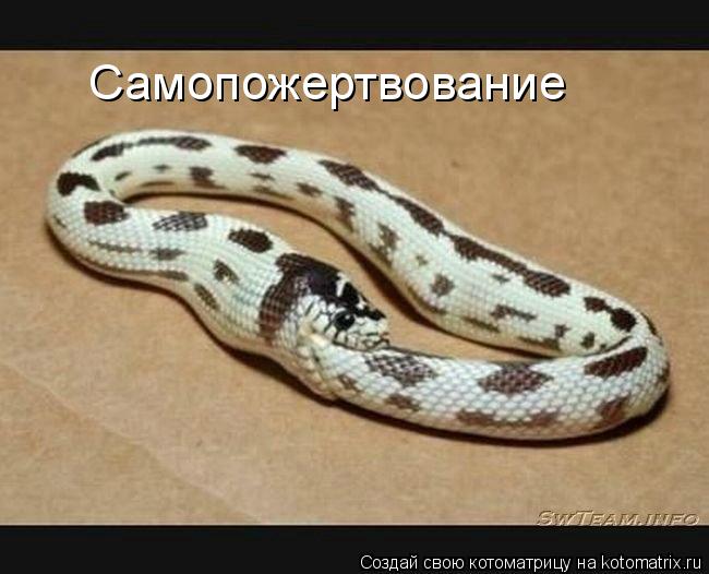 Котоматрица: Самопожертвование