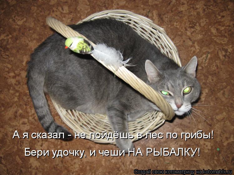 Котоматрица: А я сказал - не пойдёшь в лес по грибы! Бери удочку, и чеши НА РЫБАЛКУ!