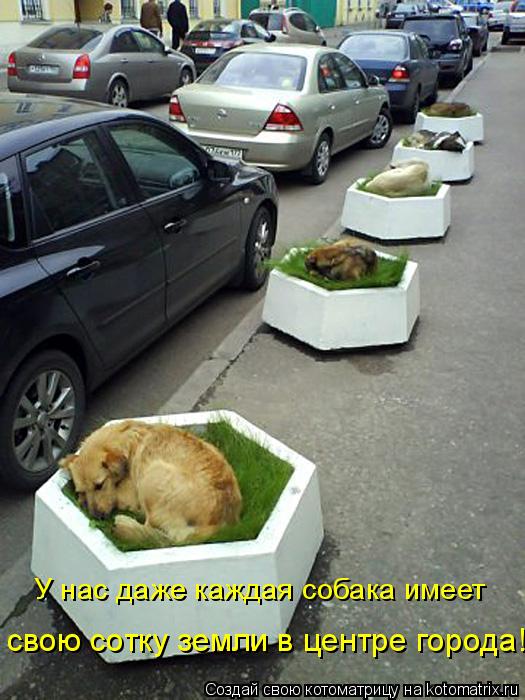 У нас даже каждая собака имеет свою сотку земли в центре города!... Котоматрица: У нас даже каждая собака имеет свою сотку земли в центре города!