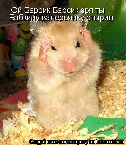 -Ой Барсик Барсик зря ты Бабкину валерьянку стырил... Котоматрица: -Ой Барсик Барсик зря ты Бабкину валерьянку стырил