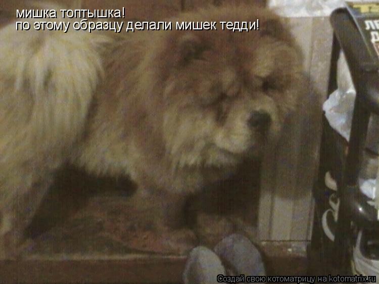мишка топтышка! по этому образцу делали мишек тедди!... Котоматрица: мишка топтышка! по этому образцу делали мишек тедди!