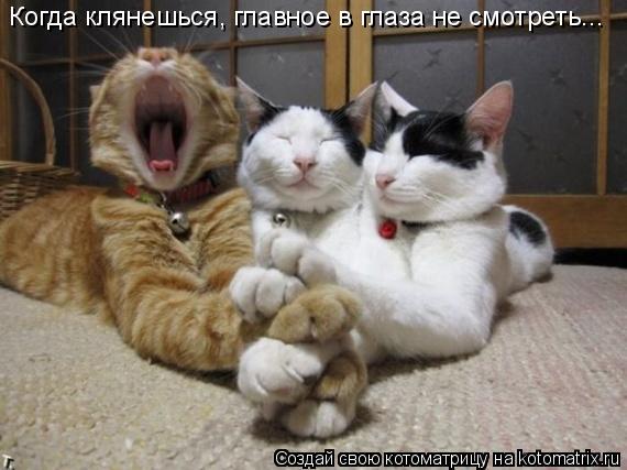 Когда клянешься, главное в глаза не смотреть...... Котоматрица: Когда клянешься, главное в глаза не смотреть...