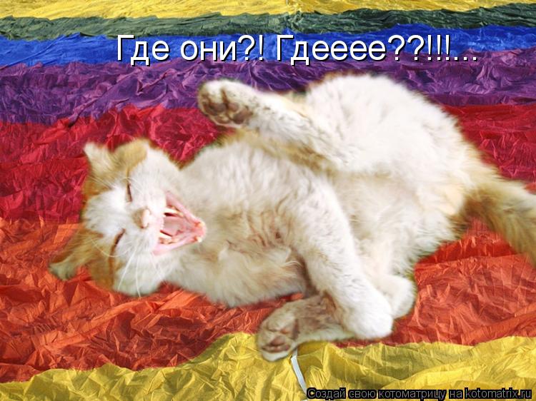 Где они?! Гдееее??!!!...... Котоматрица: Где они?! Гдееее??!!!...