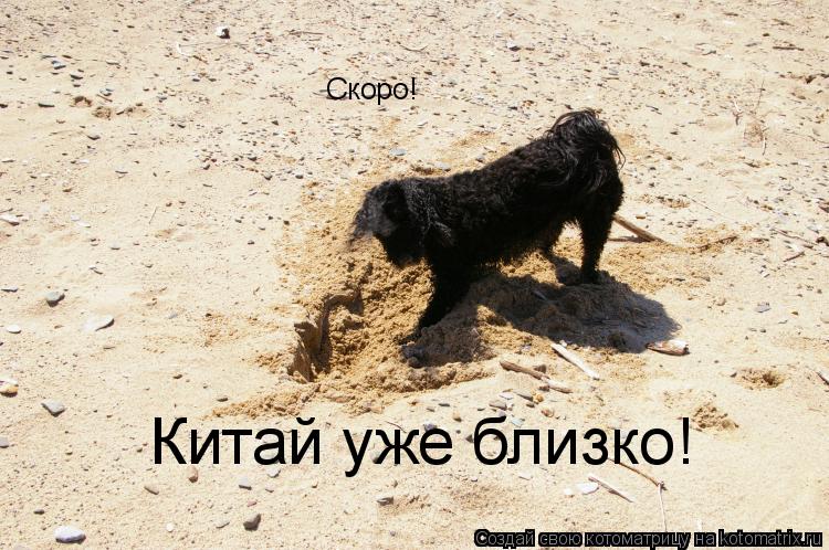 Скоро! Китай уже близко!... Котоматрица: Скоро! Китай уже близко!