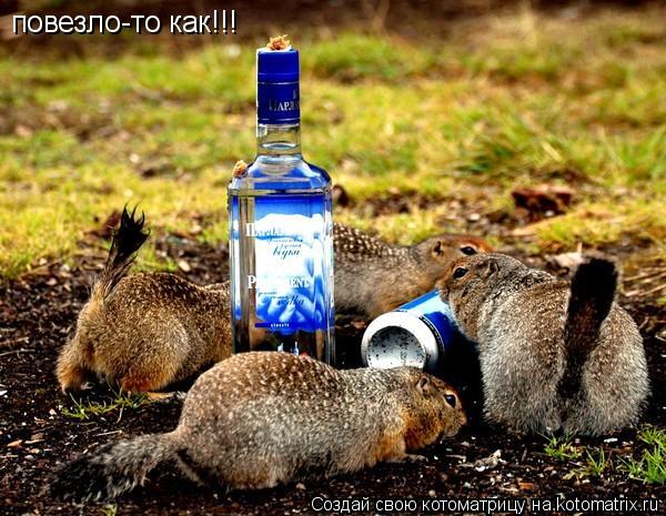 повезло-то как!!!... Котоматрица: повезло-то как!!!