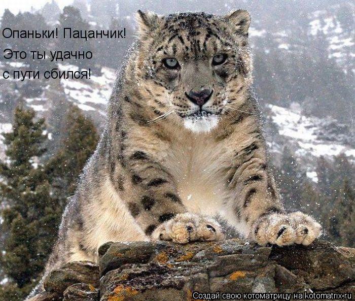 Опаньки! Пацанчик! Это ты удачно с пути сбился!... Котоматрица: Опаньки! Пацанчик! Это ты удачно с пути сбился!