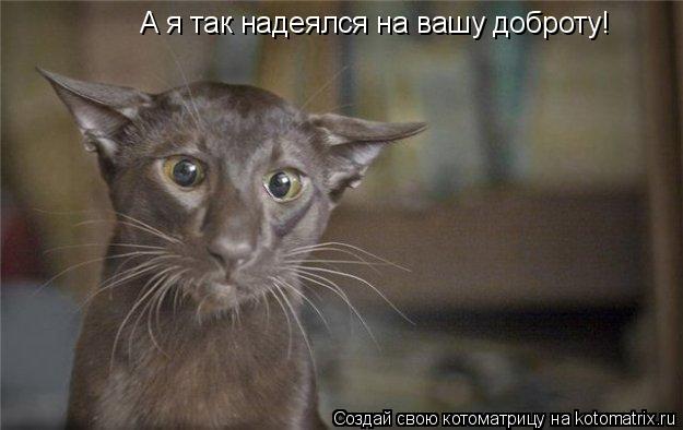 А я так надеялся на вашу доброту!... Котоматрица: А я так надеялся на вашу доброту!
