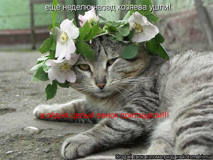ещё неделю назад хозяева ушли! а сёдня целый венок притащили!!!... Котоматрица: ещё неделю назад хозяева ушли! а сёдня целый венок притащили!!!