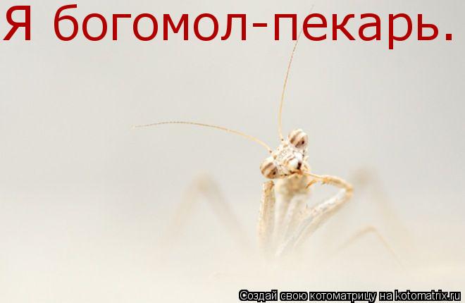 Я богомол-пекарь.... Котоматрица: Я богомол-пекарь.