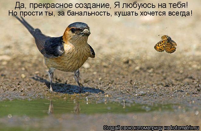 Да, прекрасное создание, Я любуюсь на тебя! Но прости ты, за банальность, кушать хочется всегда!... Котоматрица: Да, прекрасное создание, Я любуюсь на тебя! Но прости ты, за банальность, кушать хочется всегда!