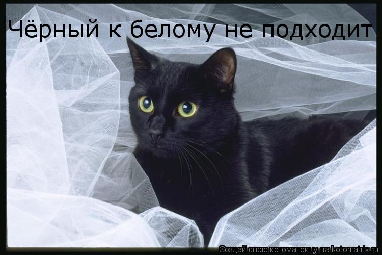Чёрный к белому не подходит... Котоматрица: Чёрный к белому не подходит