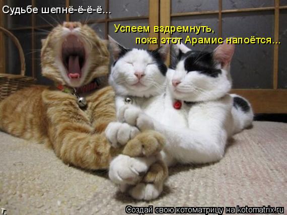Судьбе шепнё-ё-ё-ё... Успеем вздремнуть, пока этот Арамис напоётся...... Котоматрица: Судьбе шепнё-ё-ё-ё... Успеем вздремнуть, пока этот Арамис напоётся...