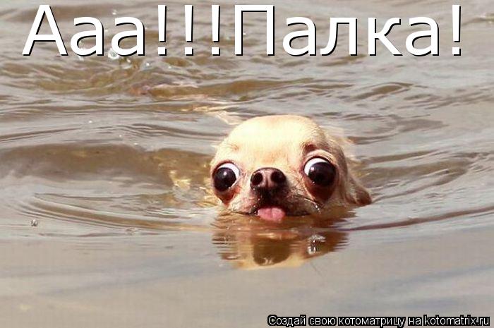 Ааа!!!Палка!... Котоматрица: Ааа!!!Палка!