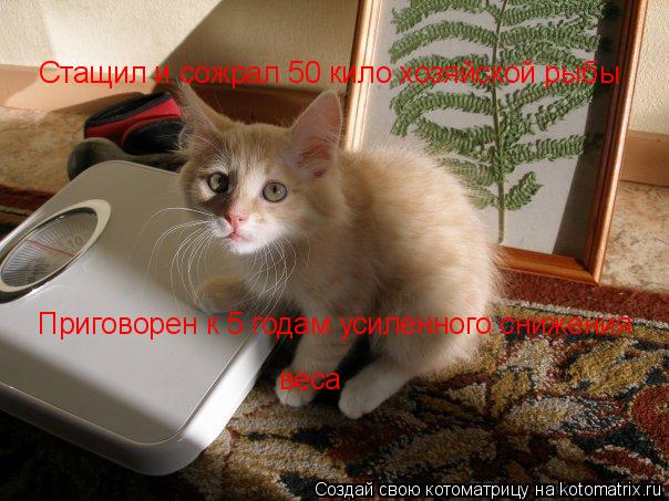 Стащил и сожрал 50 кило хозяйской рыбы Приговорен к 5 годам усиленного снижения веса... Котоматрица: Стащил и сожрал 50 кило хозяйской рыбы Приговорен к 5 годам усиленного снижения веса