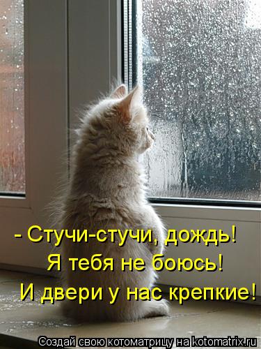 Котоматрица: - Стучи-стучи, дождь! Я тебя не боюсь!  И двери у нас крепкие!