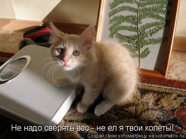 Не надо сверять вес - не ел я твои колеты!... Котоматрица: Не надо сверять вес - не ел я твои колеты!