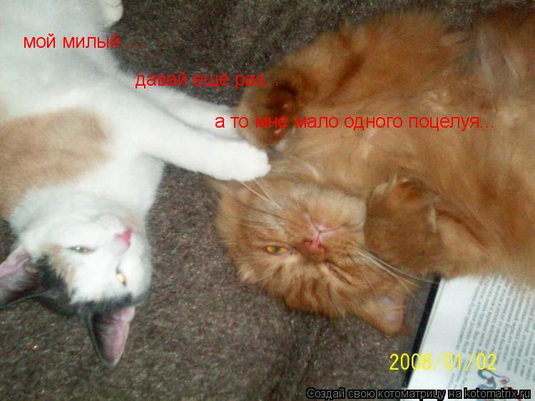 мой милый .... давай ещё раз... а то мне мало одного поцелуя...... Котоматрица: мой милый .... давай ещё раз... а то мне мало одного поцелуя...