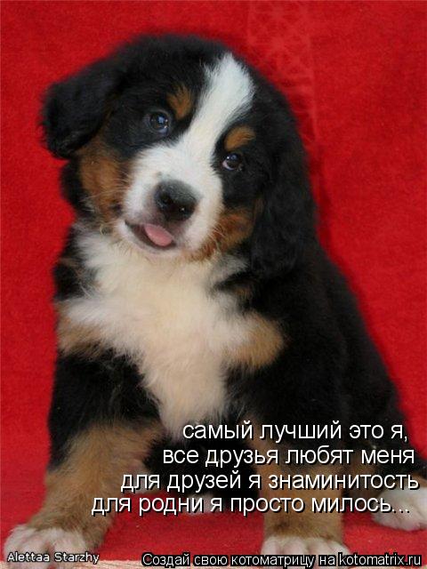 самый лучший это я, все друзья любят меня для друзей я знаминитость для родни я просто милось...... Котоматрица: самый лучший это я, все друзья любят меня для друзей я знаминитость для родни я просто милось...