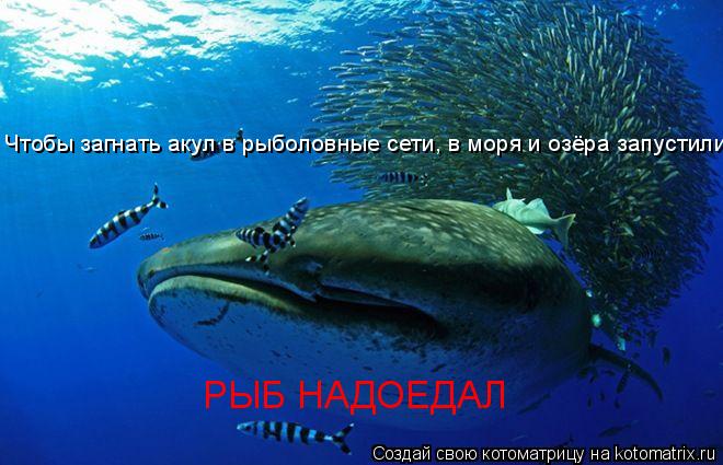 Чтобы загнать акул в рыболовные сети, в моря и озёра запустили РЫБ НАДОЕДАЛ... Котоматрица: Чтобы загнать акул в рыболовные сети, в моря и озёра запустили РЫБ НАДОЕДАЛ