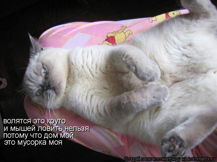 волятся это круто и мышей ловить нельзя потому что дом мой это мусорка моя... Котоматрица: волятся это круто и мышей ловить нельзя потому что дом мой это мусорка моя