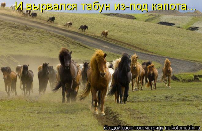 И вырвался табун из-под капота...... Котоматрица: И вырвался табун из-под капота...
