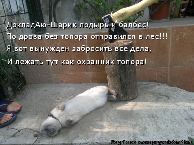 ДокладАю-Шарик лодырь и балбес! По дрова без топора отправился в лес!!! Я вот вынужден забросить все ... Котоматрица: ДокладАю-Шарик лодырь и балбес! По дрова без топора отправился в лес!!! Я вот вынужден забросить все дела, И лежать тут как охранник топора!