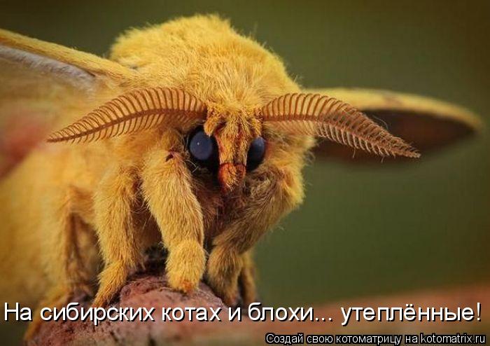 На сибирских котах и блохи... утеплённые!... Котоматрица: На сибирских котах и блохи... утеплённые!